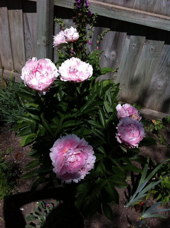 Garden Bed And Breakfast Christchurch Exteriér fotografie