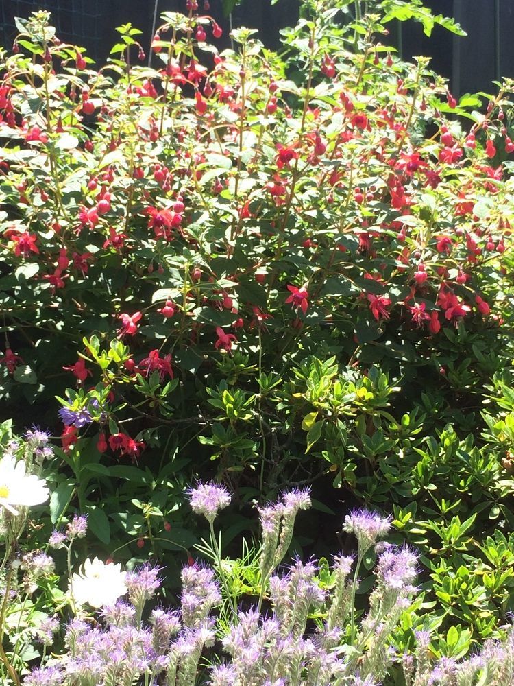 Garden Bed And Breakfast Christchurch Exteriér fotografie
