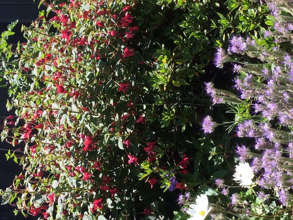 Garden Bed And Breakfast Christchurch Exteriér fotografie