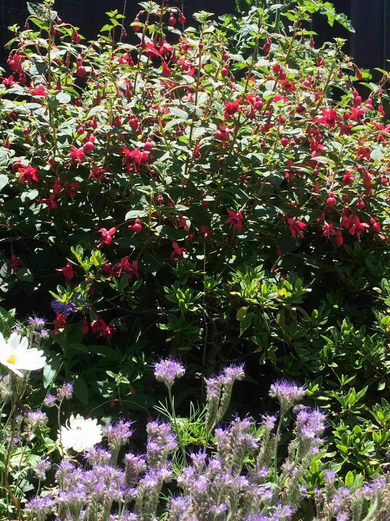 Garden Bed And Breakfast Christchurch Exteriér fotografie
