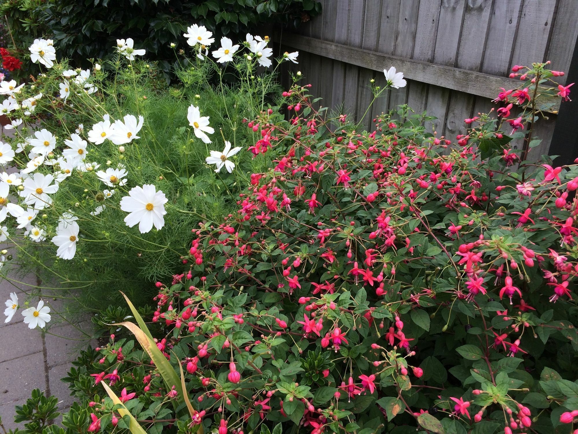 Garden Bed And Breakfast Christchurch Exteriér fotografie